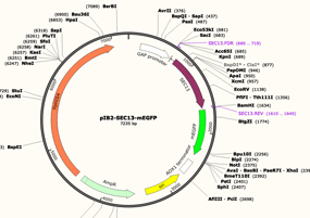 SnapGene 4 for Mac v4.3.6 DNA序列分析软件 安装激活详解