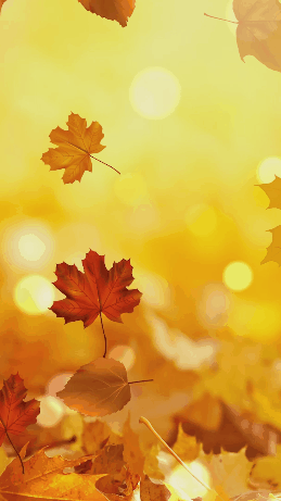 金色秋天枫叶树叶落叶背景