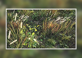 3D模型：草丛植物干草杂草种植园林模型，MAX FBX 格式