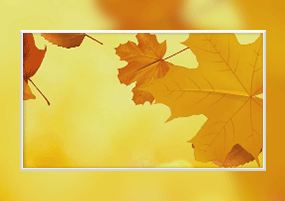 视频：金色秋天枫叶树叶落叶背景
